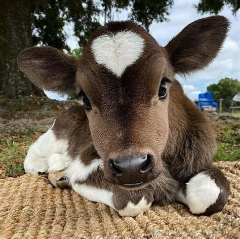 Cute Cows