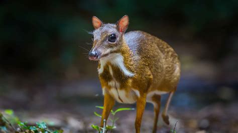 Mouse-Deer (Chevrotain) - A-Z Animals