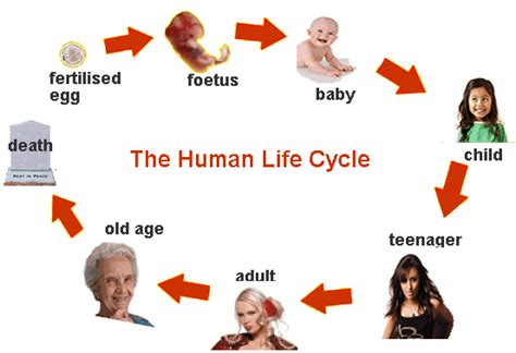 Human Cycle Pictures | Human life cycle, Life cycles preschool, Life ...