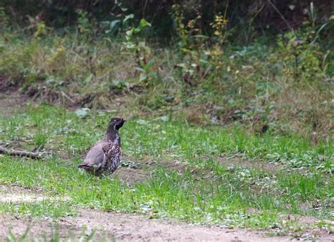 Hazel Grouse | Greek Nature Encyclopedia