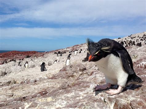 Rockhopper Penguin Habitat Map