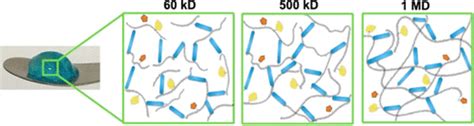 Hyaluronic Acid Macromer Molecular Weight Dictates the Biophysical Properties and in Vitro ...