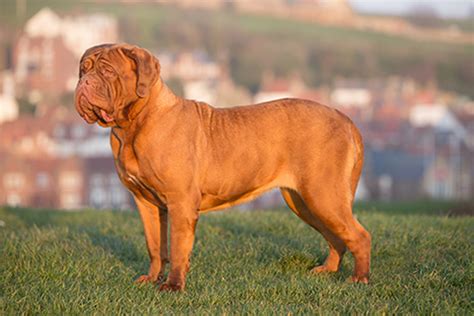 Dogue de Bordeaux Growth Chart (Weight Chart & Size Chart)