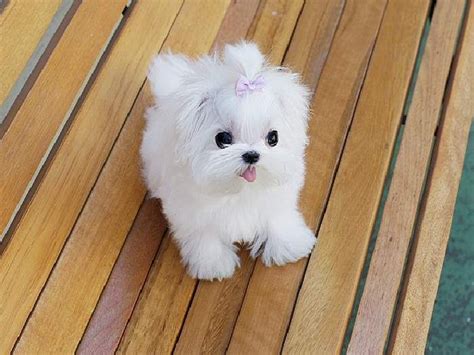 25+ bästa Miniature maltese idéerna på Pinterest | Maltipoo, Små hundar ...