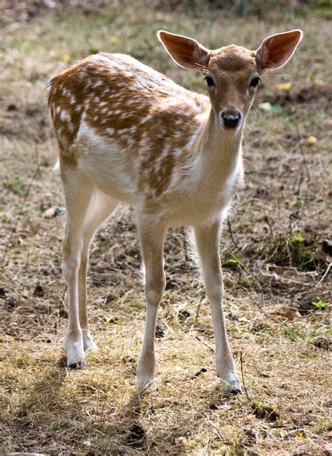 Keeping Fawns Safe - City Wildlife