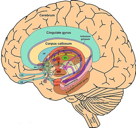 44 best Limbic system images on Pinterest | The brain, Brain anatomy and Brain science