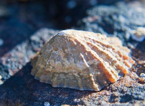 Limpet teeth are so strong they could be used for making airplanes, boats and racing cars ...