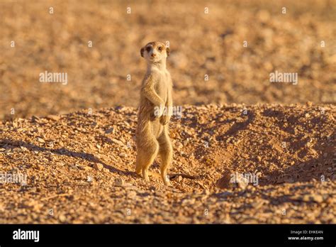 Meerkat burrow hi-res stock photography and images - Alamy