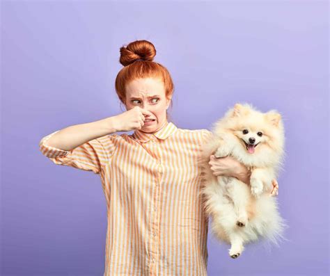 What Causes Dog Body Odor