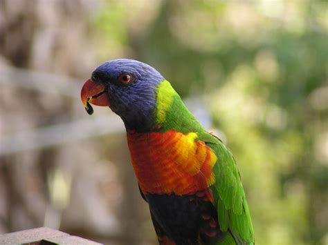 Rainbow parrot zoom - open fotos | free open source photos, public domain photos and pictures