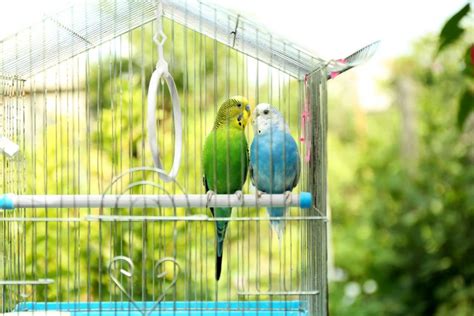 8 Tips To Get Your Bird Back In The Cage » Petsoid