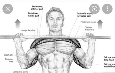 Overhead press for developing the clavicular head of the pectoralis ...