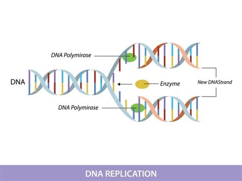 Dna Replication Royalty-Free Images, Stock Photos & Pictures | Shutterstock