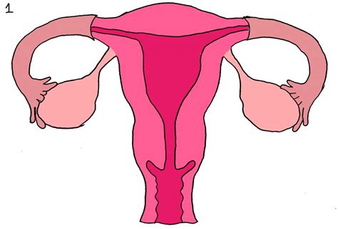 Fotos - Uterus