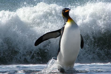 Download Animal Penguin HD Wallpaper