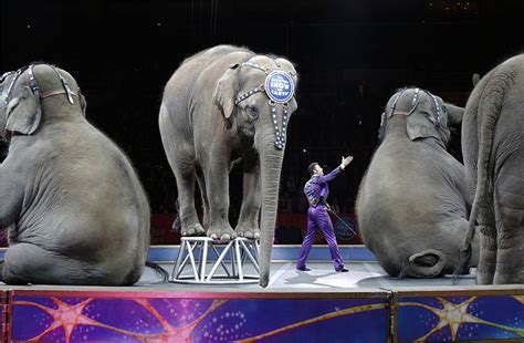 As the circus leaves town for good, may the increased respect for animals endure