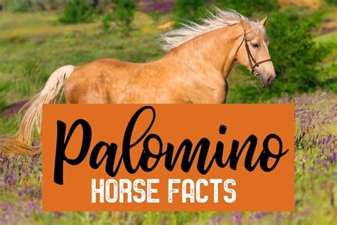 21 Palomino Horse Facts with Tons of Pictures! - Helpful Horse Hints