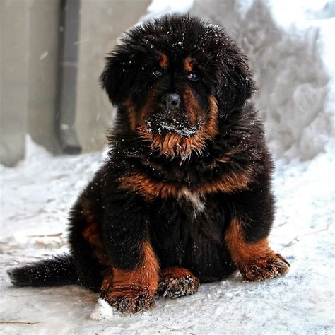 Tibetan Mastiff puppy Mastiff Breeds, Mastiff Dogs, Dog Wallpaper ...