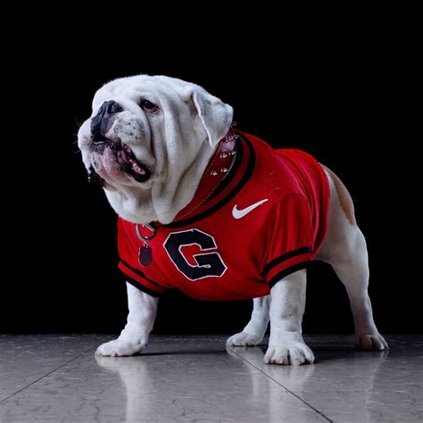 Mascots of the Southeastern Conference | Bulldog, Georgia bulldog ...