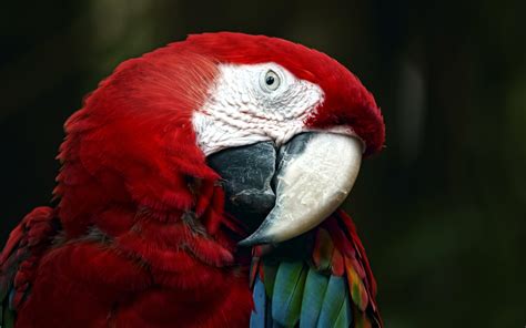 Download Animal Scarlet Macaw HD Wallpaper