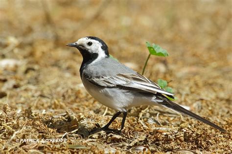 Raw Birds: WHITE WAGTAIL (Motacilla alba subspecies M. a. yarrellii) Agia Marina, Crete, Greece