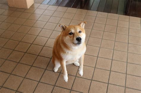 What kind of a doge is this : r/shiba