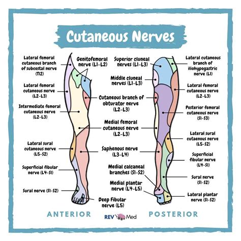 Cutaneous Innervation Lower Limb! | Cuello anatomia, Kinesiologia, Anatomía