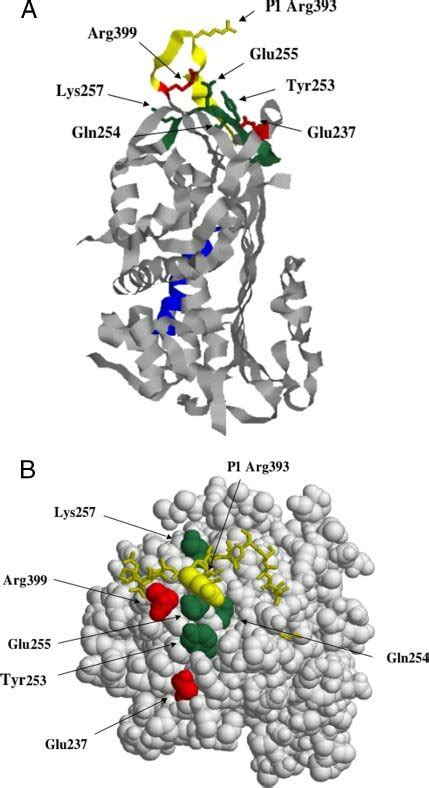 Antithrombin residues targeted for mutation within and outside strand ...