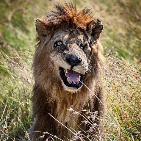 Old battle worn lion cracks a smile : Lions