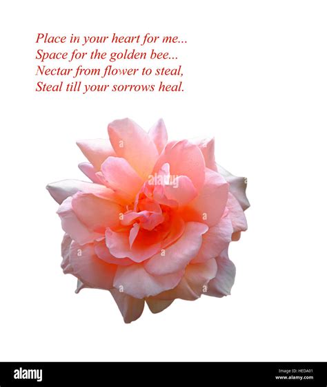 Poem flower hi-res stock photography and images - Alamy