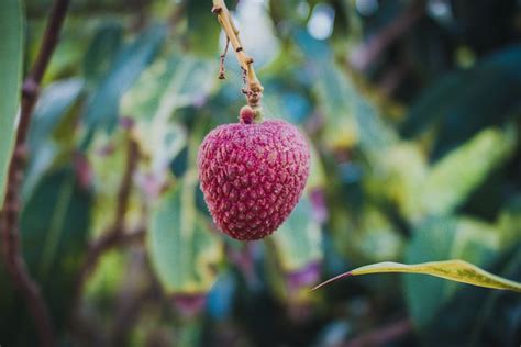 90+ Free Lychee & Litchi Photos