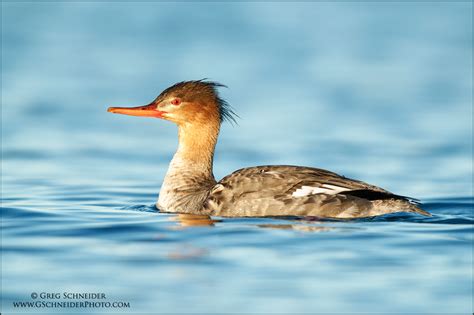 Red-breasted Merganser female on calm water