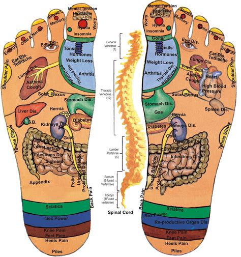 Acupuncture Points