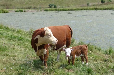 About Miniature Hereford Cattle : Bryan Hill Farm