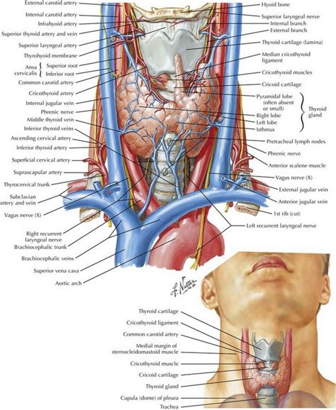 Thyroidectomy Parathyroidectomy