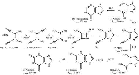 The photochemical synthesis of adenine and guanine from 4 molecules of... | Download Scientific ...