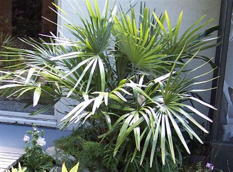 Buy Florida Friendly Plants - Largo and St. Petersburg