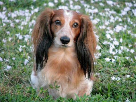 Long Red Haired Dachshund: 7 Reasons Why They Make the Perfect Companion!