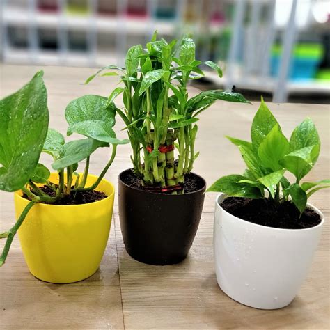 Refreshing desk plants Lucky Bamboo\Peace Lilly \ Money plant | TheGreenyard.in