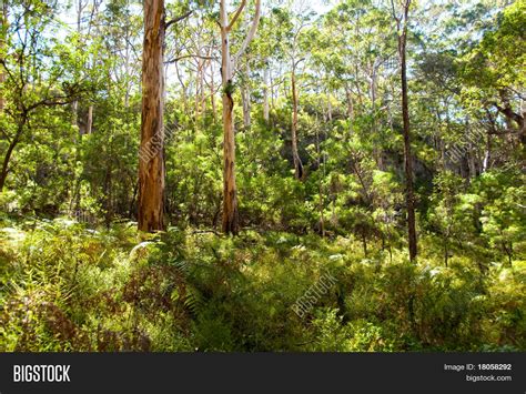 Forest Full Famous Australian Karri Image & Photo | Bigstock