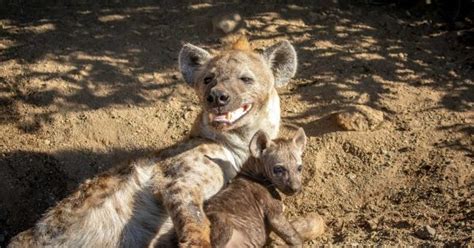 Rare Hyena Birth Captured on Camera - Nature TTL