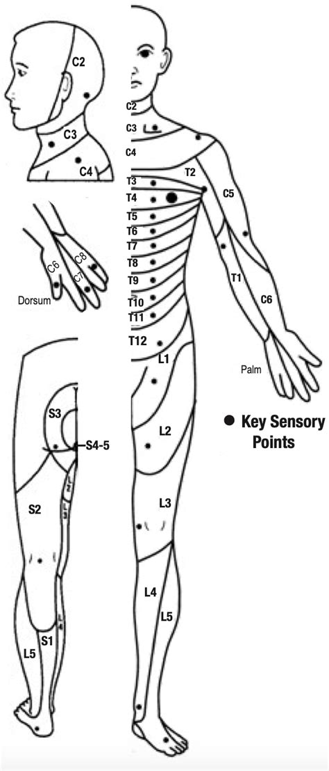 Cervical Nerve Root Dermatomes