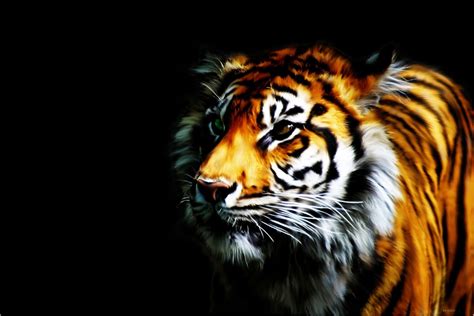 Cool Tiger HD Wallpaper | Tiger wallpaper, Tiger images, Tiger pictures