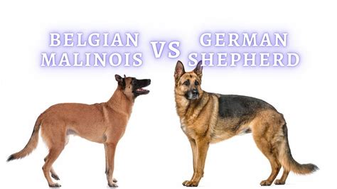 Belgian Malinois vs German Shepherd: Size, Intelligence and Care