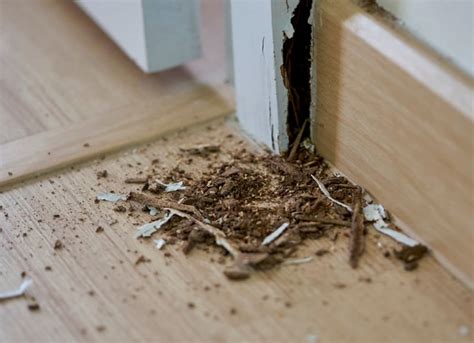 Termite Damage Control San Antonio | Choose the best termite… | Flickr