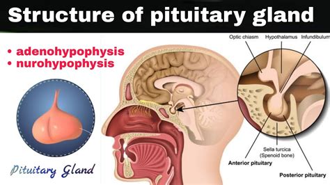 what is pituitary gland ? | adenohypophysis | nurohypophysis ...