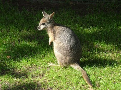 Tammar wallaby (Macropus eugenii) //Subgenus Notamacropus //Genus ...