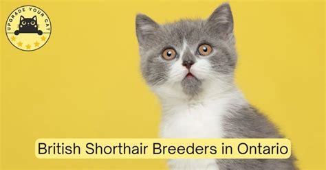 British Shorthair Breeders Ontario | Kittens & Cats for Sale