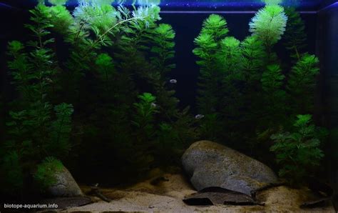 Along the banks of the Pamba river, Kerala, India, 75 L – Biotope Aquarium