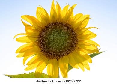 Individual Sunflower Summer Time Stock Photo 2192500231 | Shutterstock